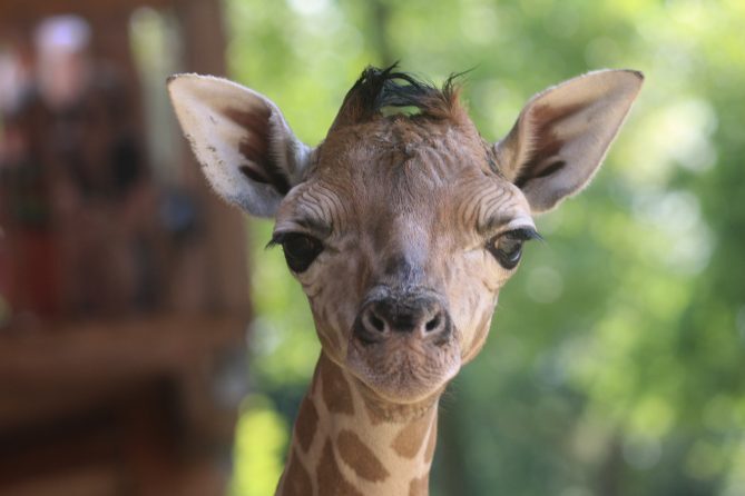 Eine Giraffe schaut in die Kamera